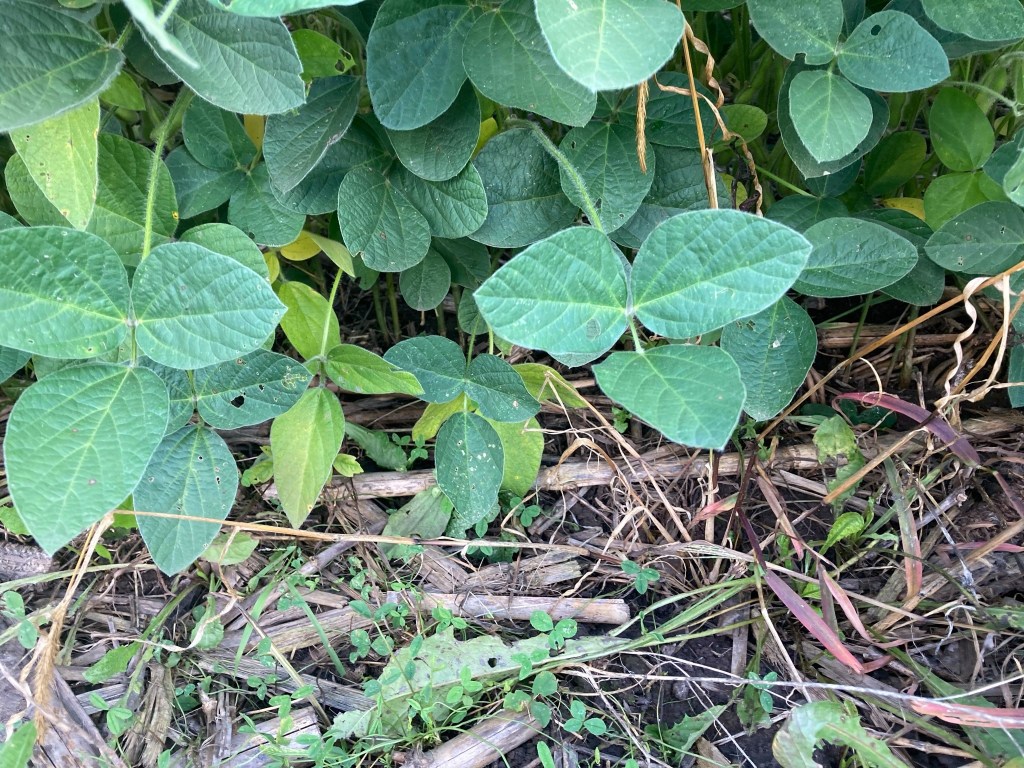 No-till soybeans with stubble and clover beneath them. 